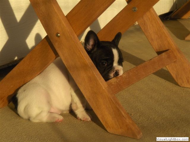 Imagine Kennels - French Bulldogs in Temecula - California